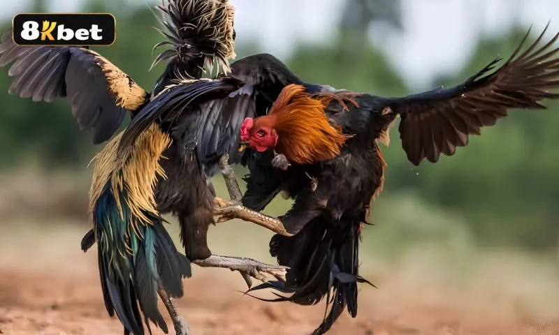 Đá gà Thomo là gì? Đá gà Thomo là gì?